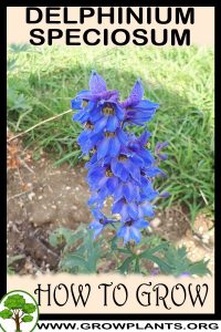 How to grow Delphinium speciosum