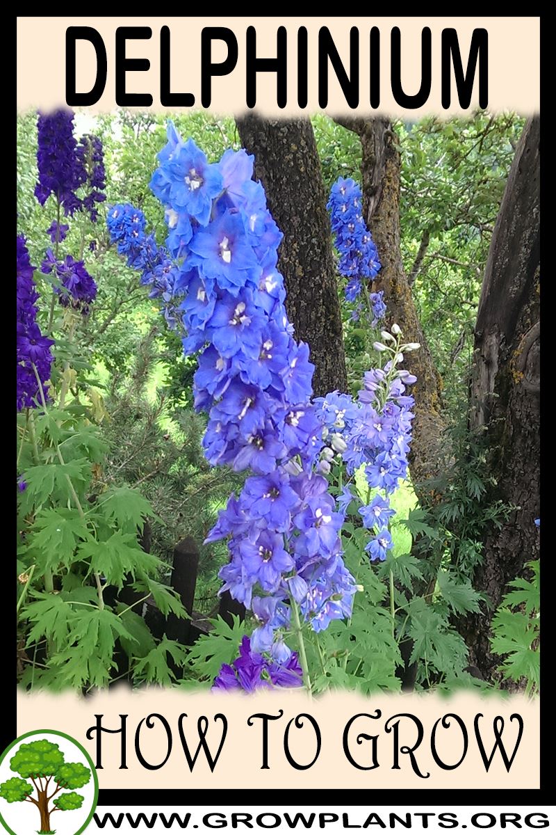 How to grow Delphinium