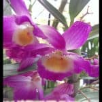 Dendrobium