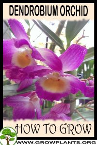 How to grow Dendrobium