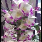 Dendrobium nobile