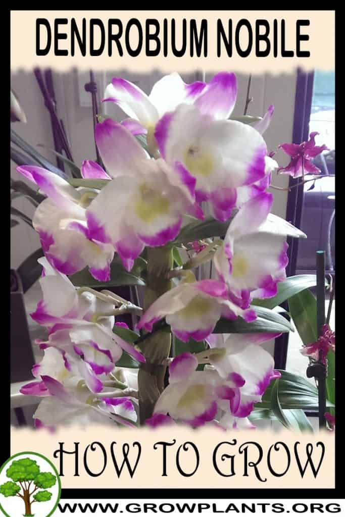 Dendrobium nobile