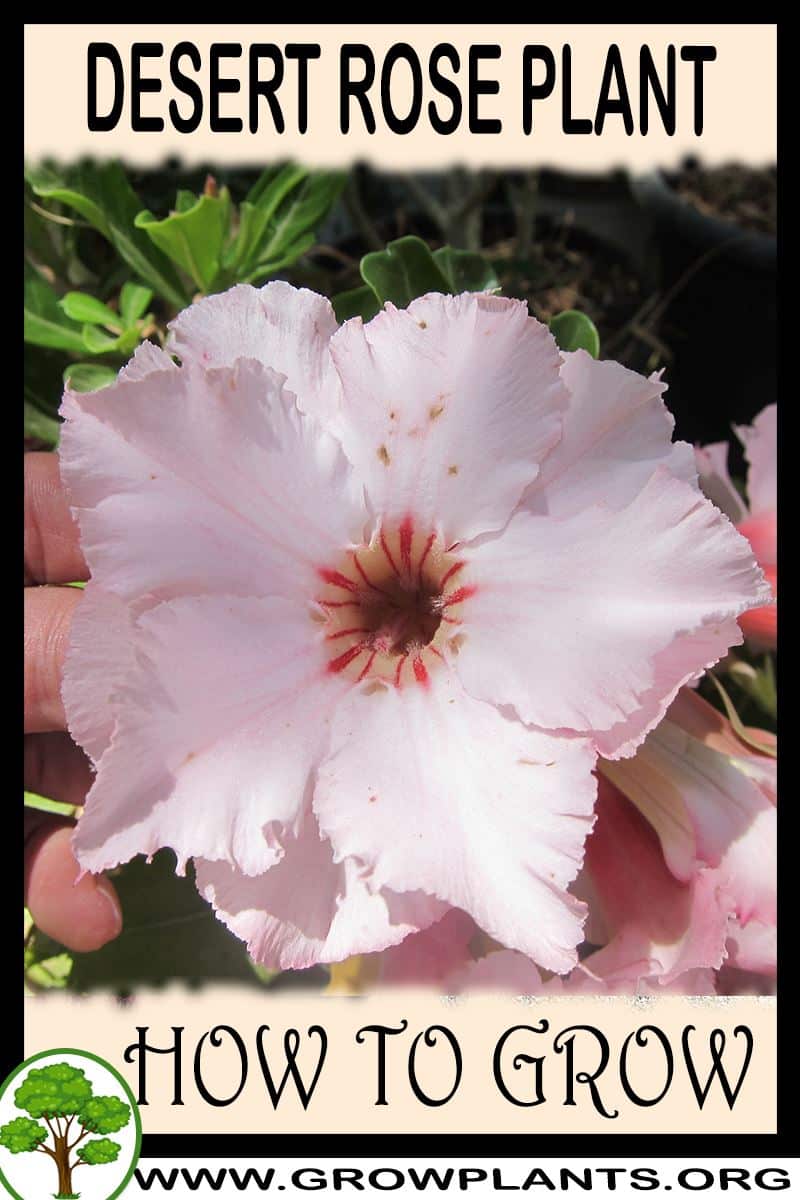How to grow Desert rose plant