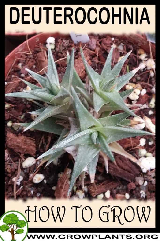 Deuterocohnia