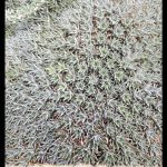 Deuterocohnia brevifolia