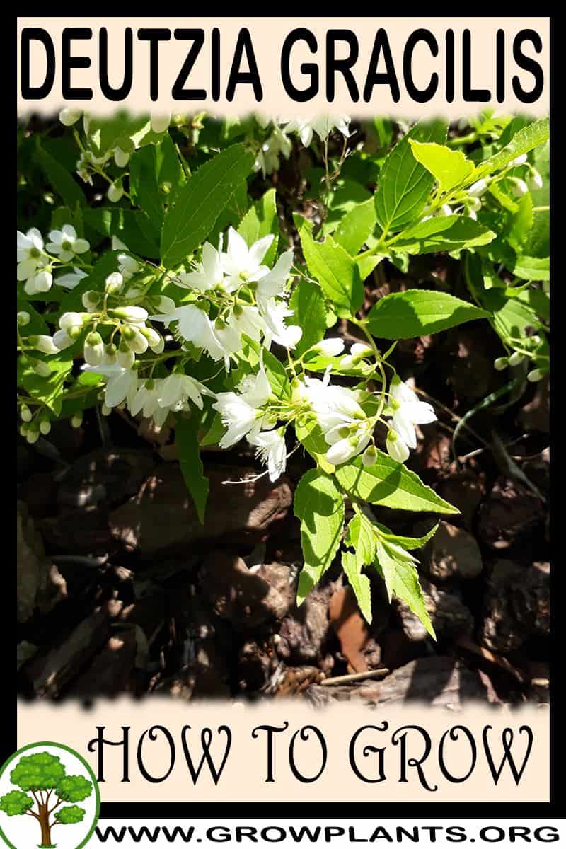 How to grow Deutzia gracilis