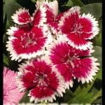 Dianthus