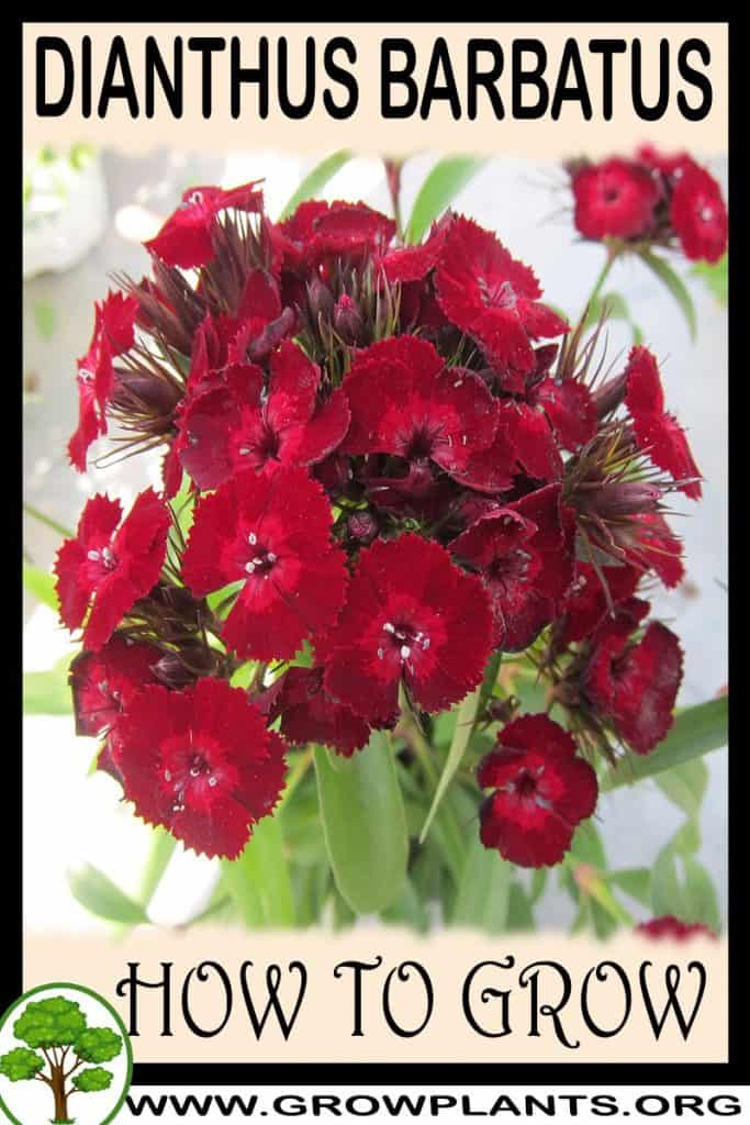 Dianthus barbatus