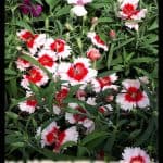 Dianthus chinensis
