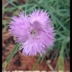 Dianthus gratianopolitanus