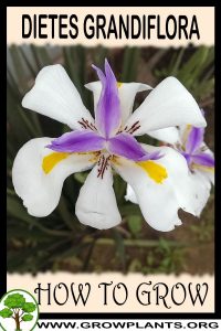 How to grow Dietes grandiflora