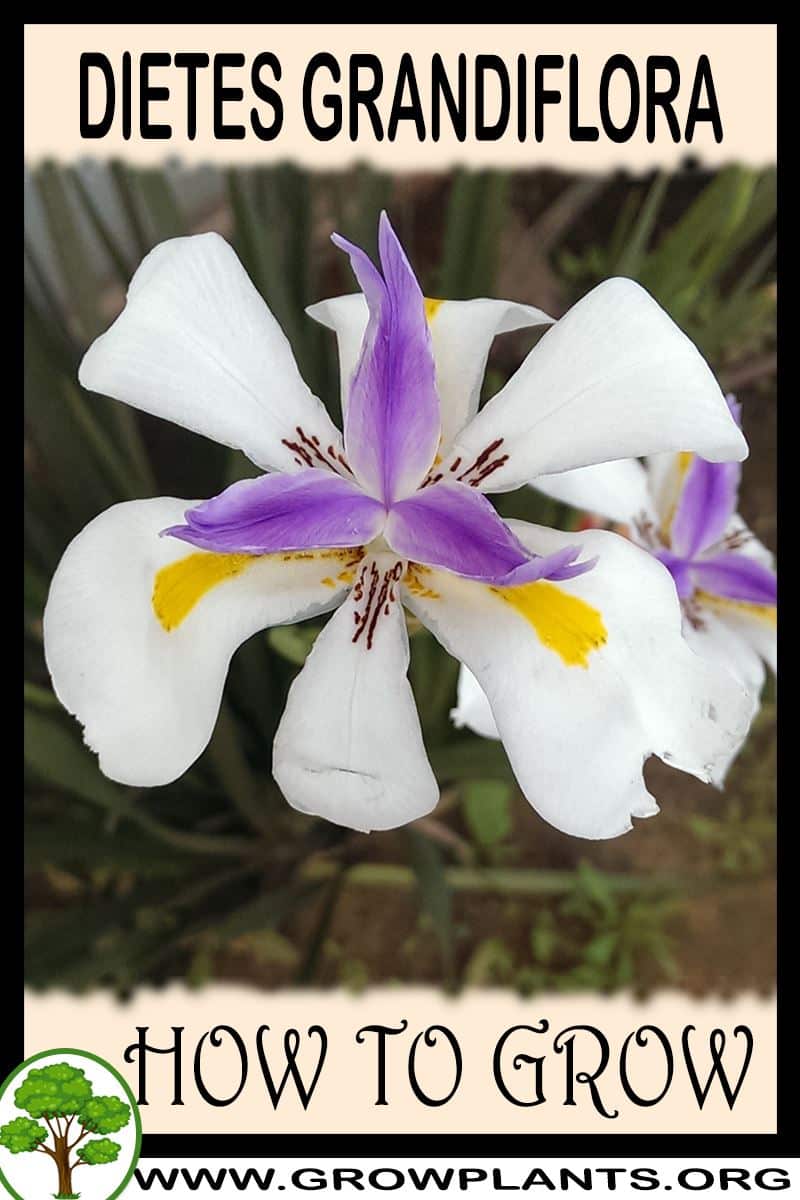 How to grow Dietes grandiflora