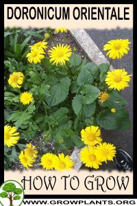 How to grow Doronicum orientale