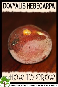 How to grow Dovyalis hebecarpa