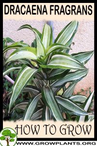 How to grow Dracaena fragrans