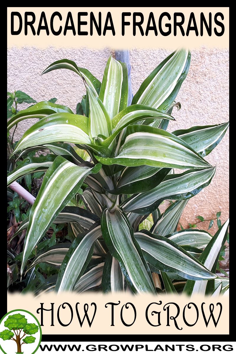 How to grow Dracaena fragrans