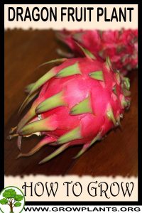 How to grow Dragon fruit plant