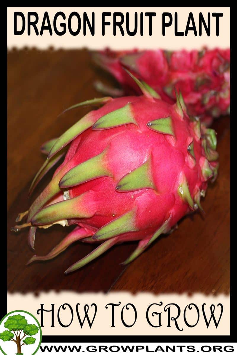 How to grow Dragon fruit plant