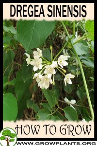 How to grow Dregea sinensis