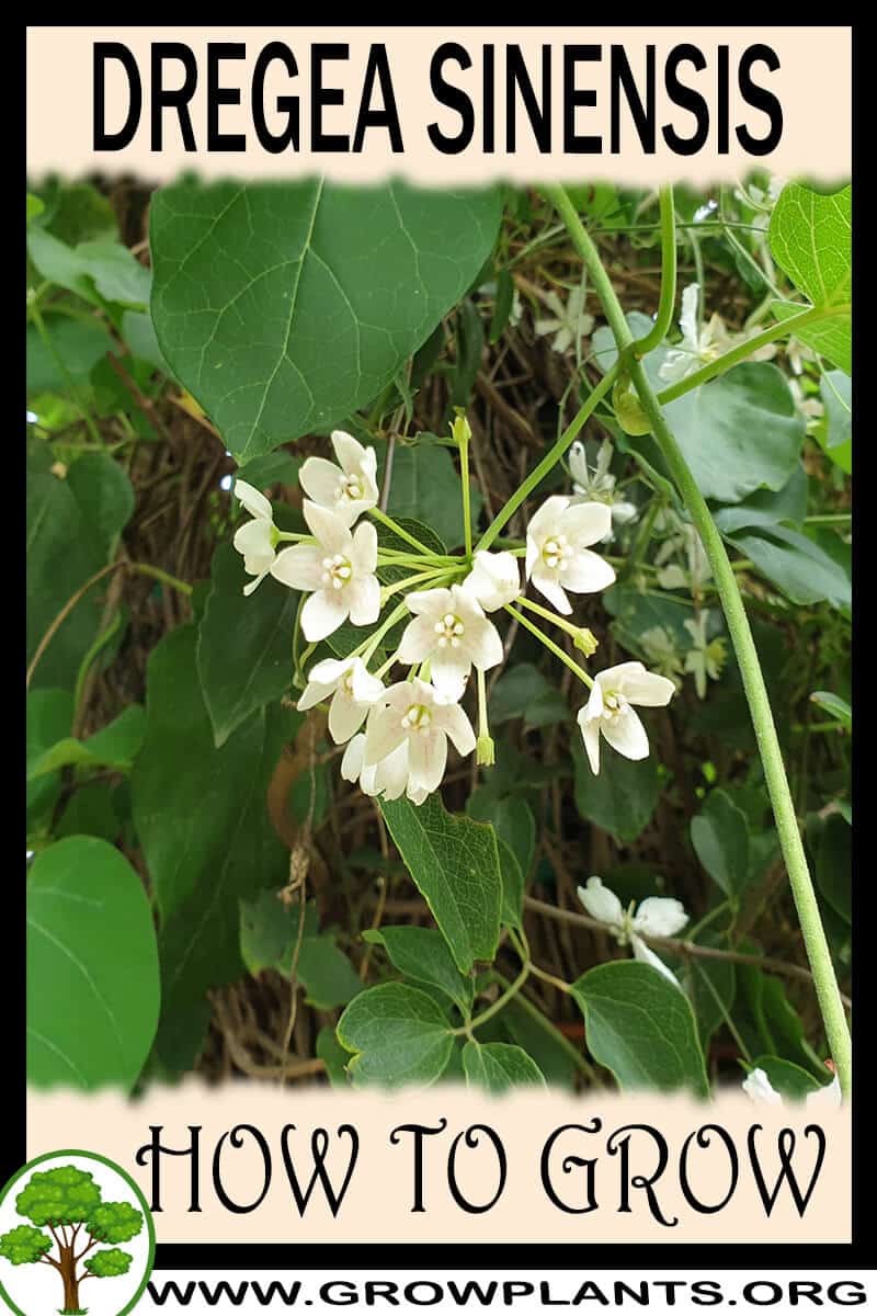 How to grow Dregea sinensis