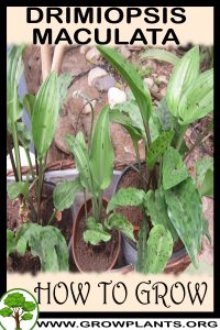 How to grow Drimiopsis maculata