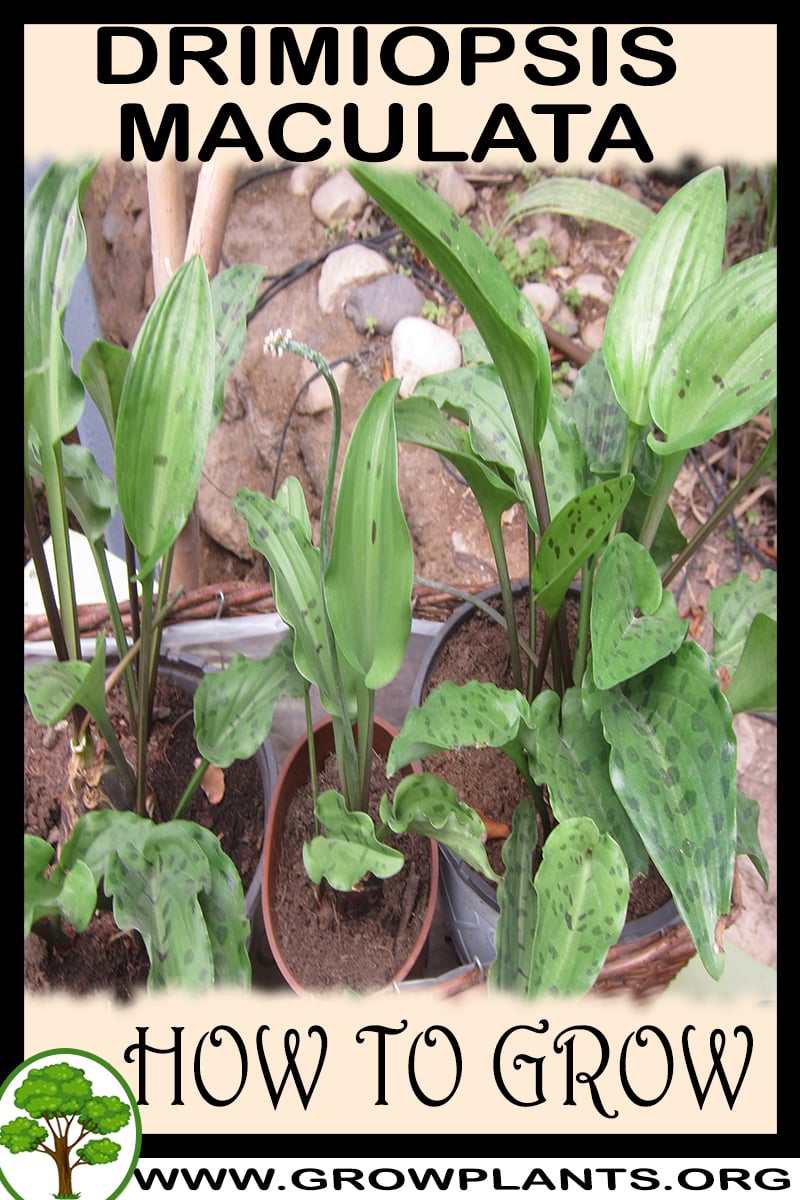 How to grow Drimiopsis maculata
