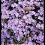 Drosanthemum
