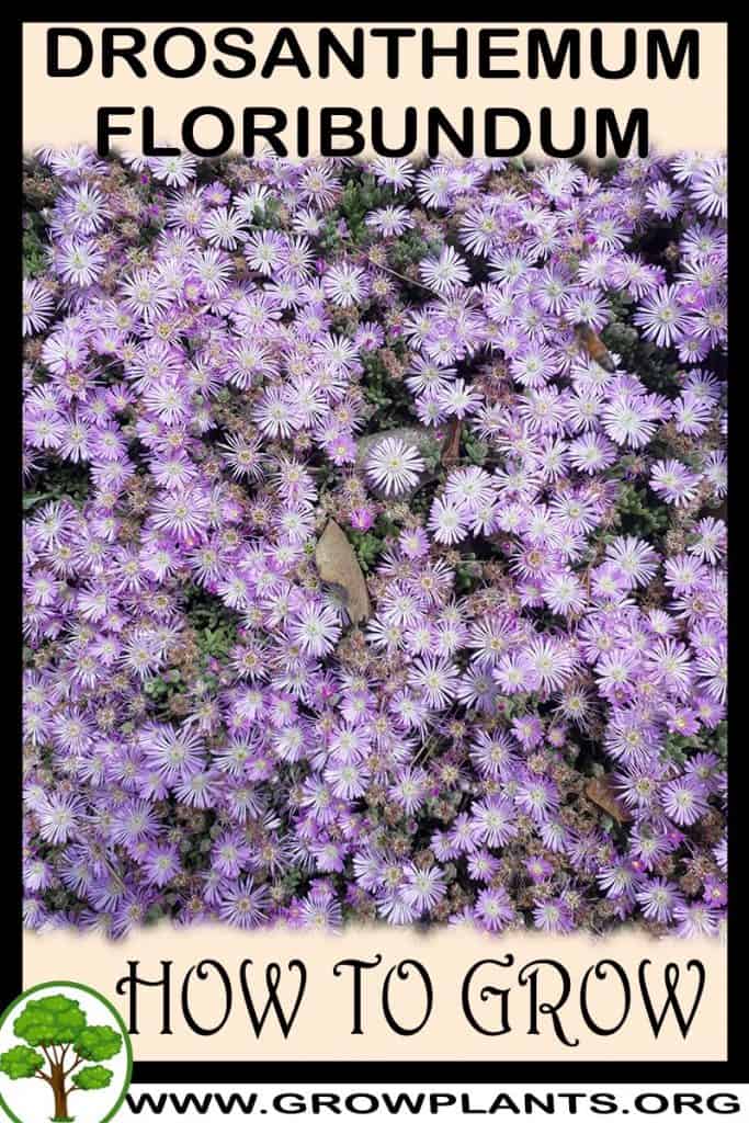 Drosanthemum floribundum
