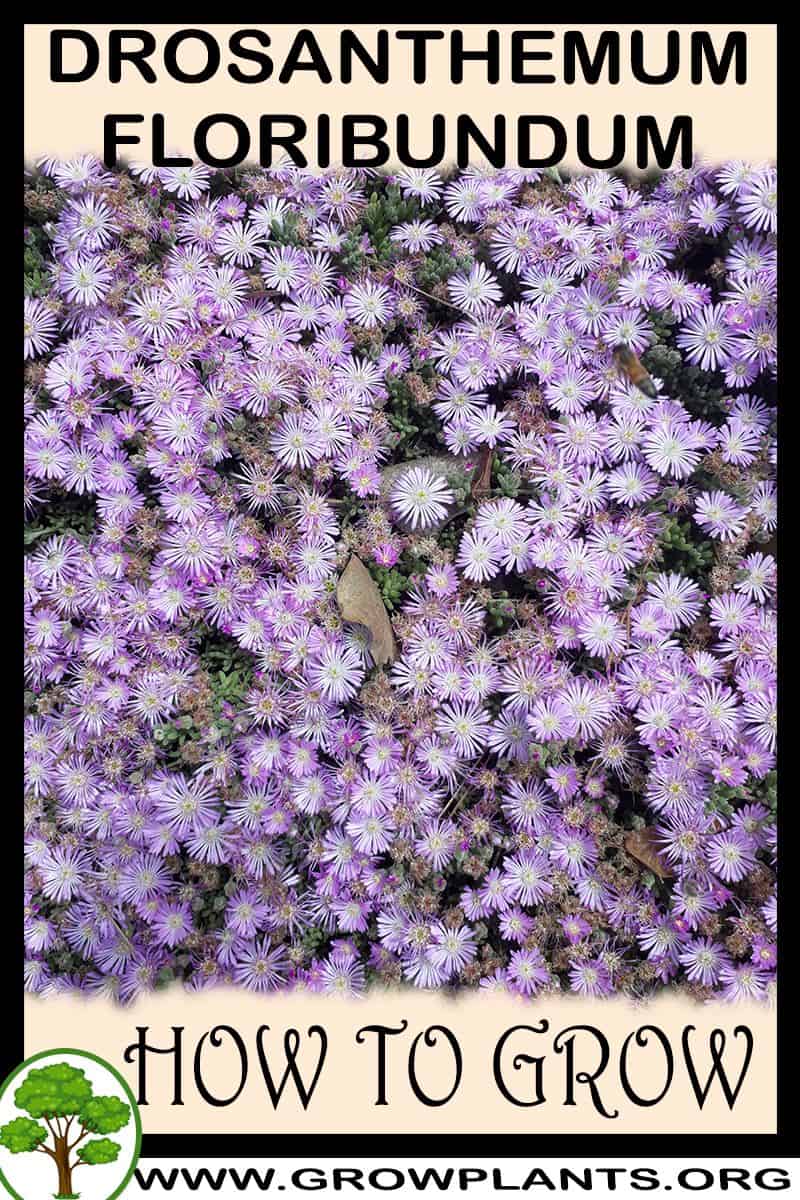 How to grow Drosanthemum floribundum