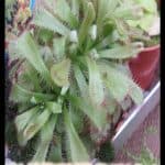 Drosera