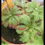 Drosera aliciae