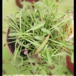 Drosera capensis