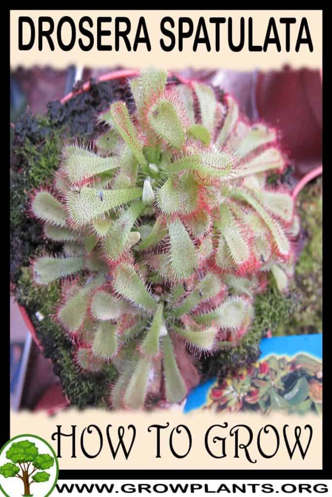 Drosera spatulata