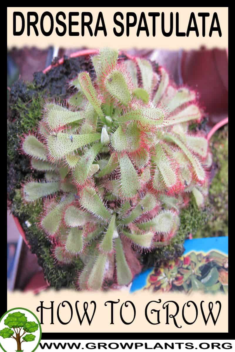 How to grow Drosera spatulata