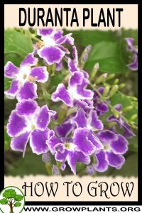 How to grow Duranta