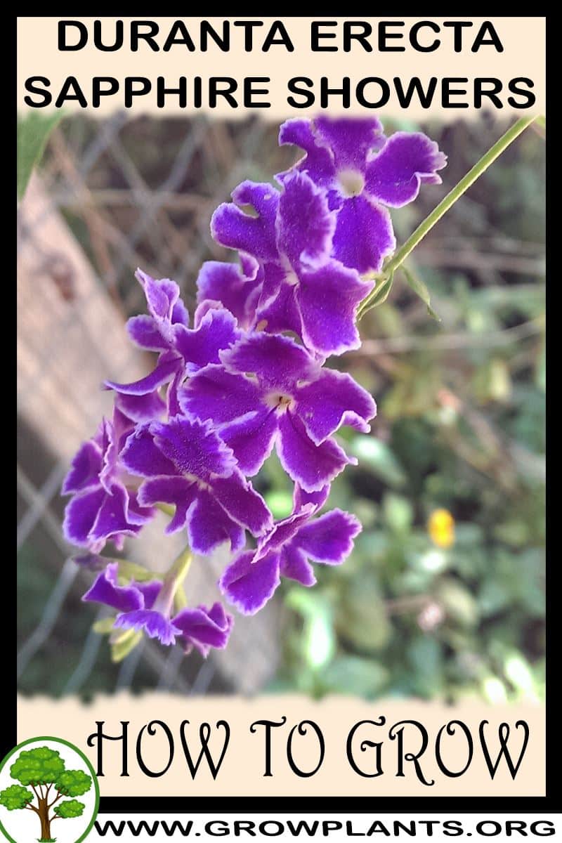 How to grow Duranta erecta Sapphire showers