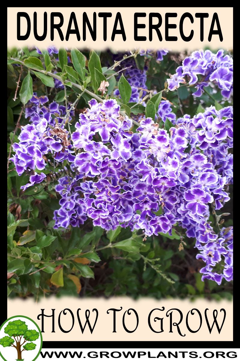 How to grow Duranta erecta