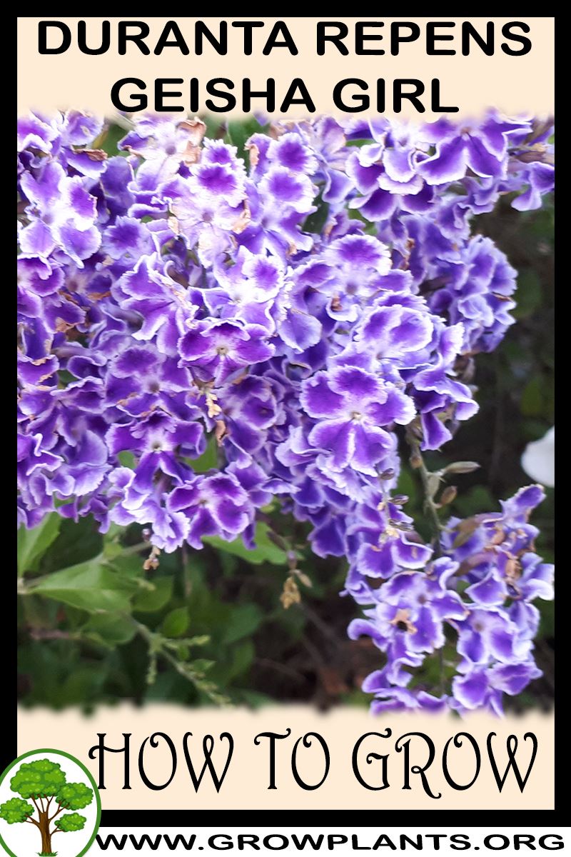How to grow Duranta repens Geisha girl