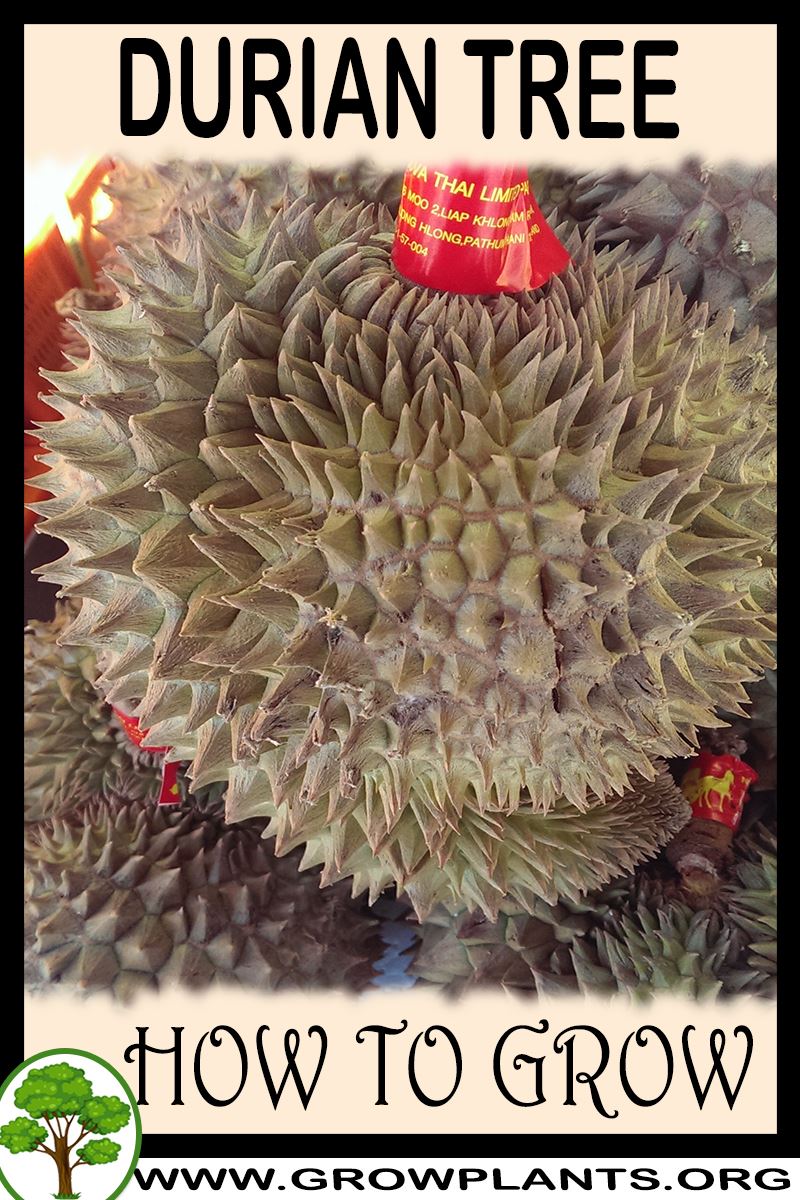 Durian How to grow & care
