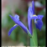 Dutch Iris