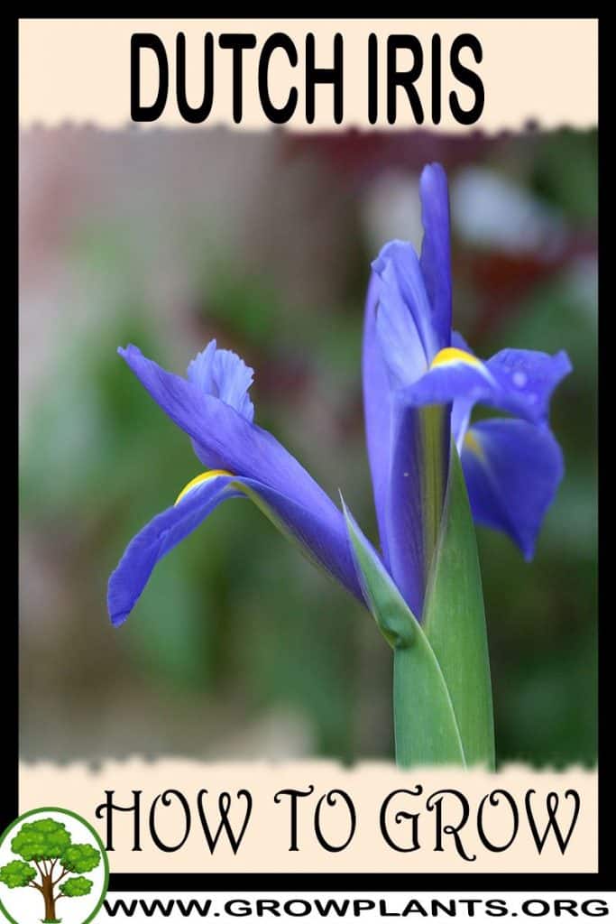 Dutch Iris