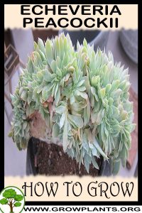 How to grow Echeveria peacockii