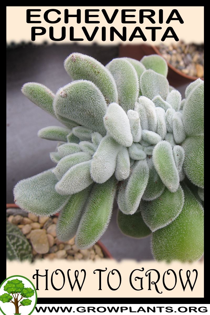 How to grow Echeveria pulvinata