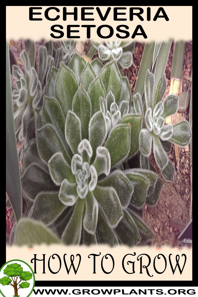 How to grow Echeveria setosa