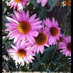 Echinacea plant