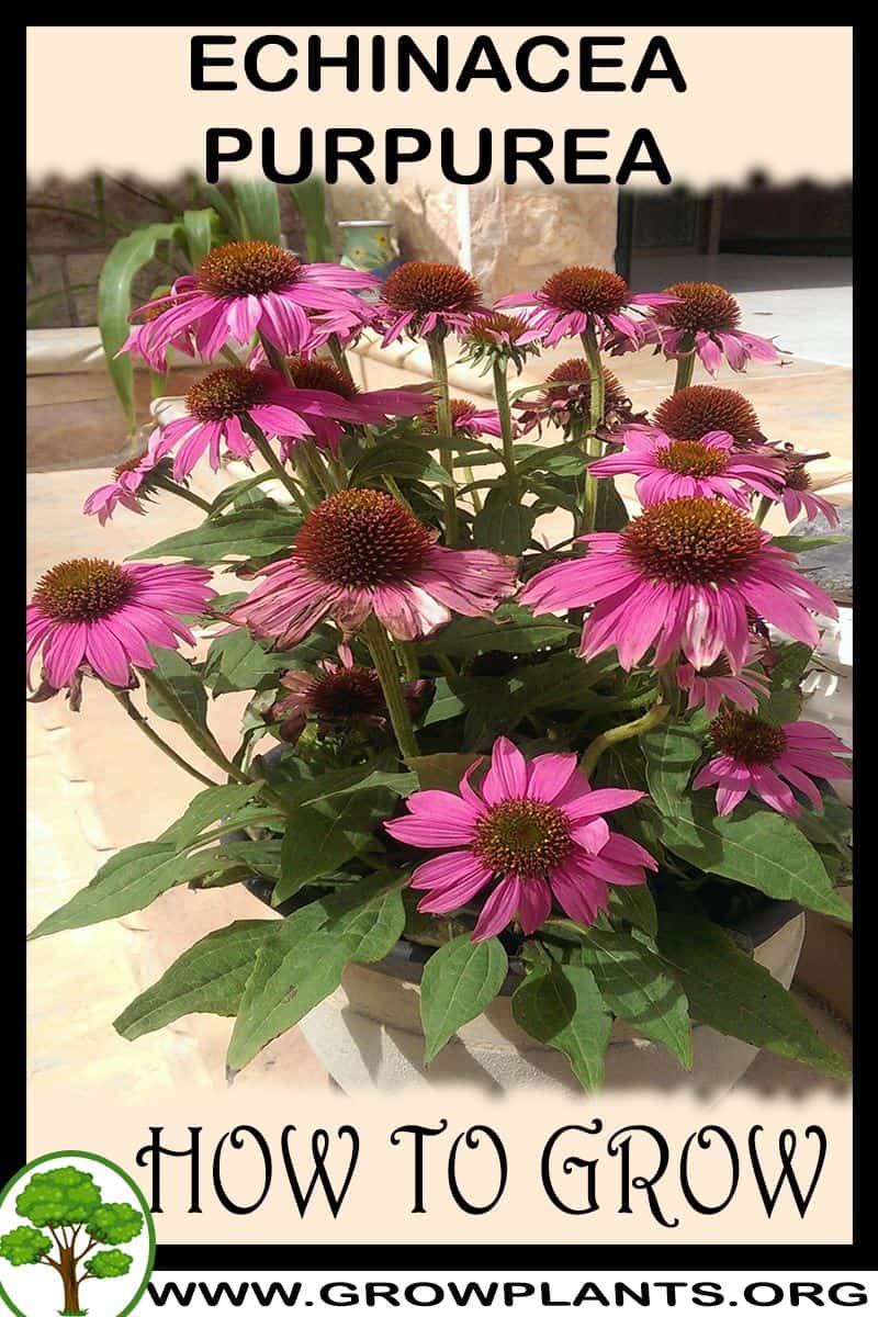 How to grow Echinacea purpurea