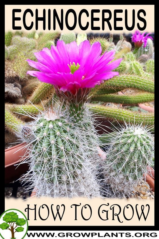 How to grow Echinocereus