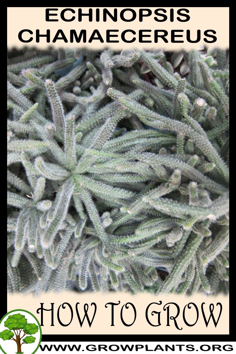 How to grow Echinopsis chamaecereus
