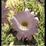 Echinopsis oxygona