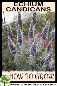 How to grow Echium candicans